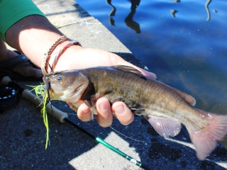 blog-June-19-2014-9-black-bullhead-on-fly