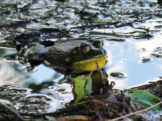 blog-June-21-2014-7-bullfrog