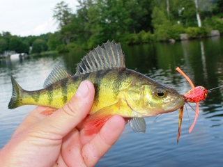 blog-June-24-2014-1-yellow-perch