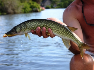 blog-June-24-2014-6-flyfishing-for-pickerel