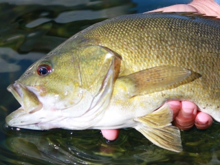 blog-June-24-2014-8-fly-fishing-for-smallmouth-bass
