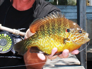 blog-June-24-2014-9-flyfishing-for-pumpkinseed-sunfish
