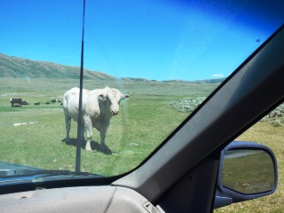 blog-June-29-2014-2-Idaho-bulls