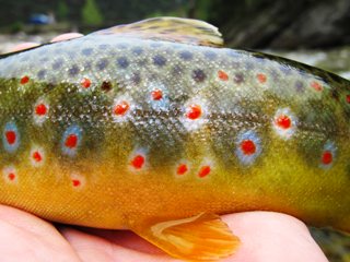 blog-May-19-2014-1-trout-fishing-in-bhutan