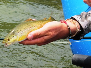blog-May-19-2014-8-brown-trout-fishing-in-bhutan