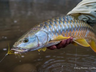 blog-May-20-2014-3-golden-mahseer