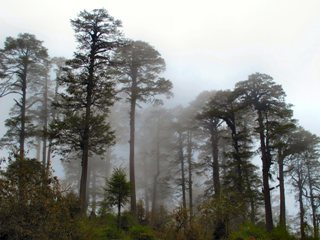 blog-May-20-2014-4-mountain-pass-in-bhutan