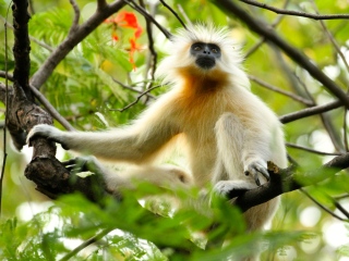 blog-May-22-2014-6-golden-langur-bhutan