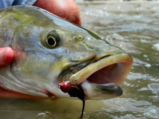 blog-May-24-2014-4-golden-mahseer