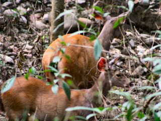 blog-May-26-2014-6-barking-deer-in-bhutan