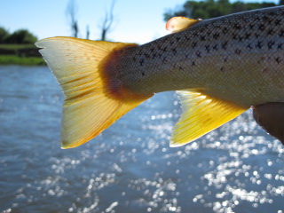 blog-July-13-2014-7-fly-fishing-in-wyoming