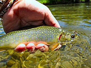 blog-July-23-2014-4-flyfishing-for-brook-trout