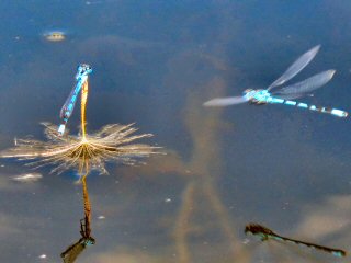 blog-July-23-2014-6-damsel-flies