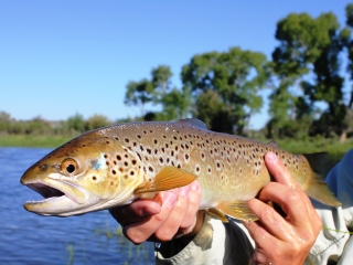 blog-July-8-2014-6-flyfishing-wyoming