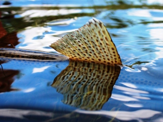 blog-July-9-2014-11-flyfishing-for-brown-trout