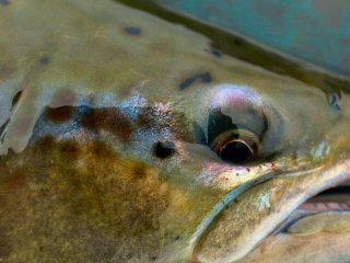 blog-Aug-12-2014-4-atlantic-salmon-fly-fishing-in-iceland