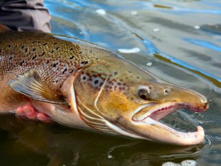 blog-Aug-13-2014-4-atlantic-salmon