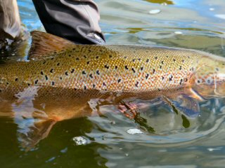 blog-Aug-13-2014-7-atlantic-salmon-in-iceland