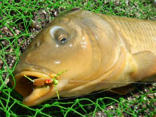 blog-Aug-17-2014-3-common-carp