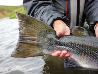 Laxa in Adaldal River -  - Fishing in Iceland