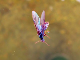 blog-Aug-27-2014-5-flyfishing-with-ants