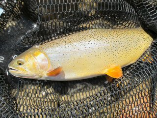 blog-Aug-29-2014-3-snake-river-cutthroat