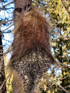 blog-Sept-17-2014-8-porcupine