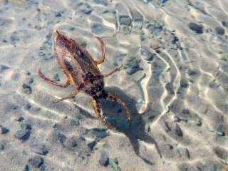 blog-Sept-5-2014-giant-waterbug