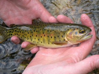 blog-Sept-7-2014-5-cutthroat-trout