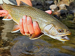 blog-Sept-9-2014-3-flyfishing-for-brook-trout