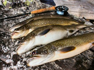 blog-Oct-10-2014-3-flyfishing-for-lake-trout