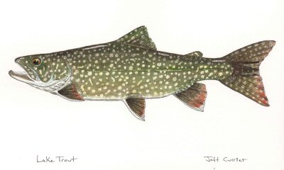 blog-Oct-10-2014-5-lake-trout-art