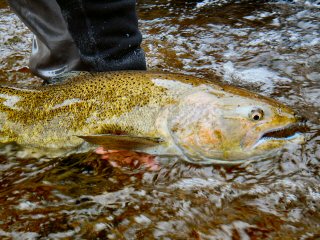 blog-Oct-17-2014-1-chinook-salmon