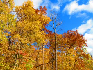 blog-Oct-17-2014-8-flyfishing-in-michigan