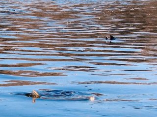 blog-Oct-25-2014-8-rising-trout