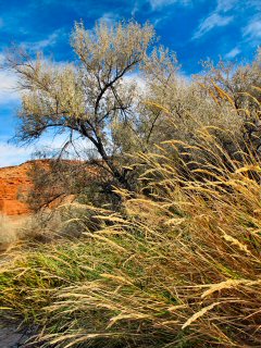 blog-Oct-26-2014-11-flyfishing-thermopolis-wy