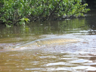 blog-Nov-1-2014-11-arapaima-breathing