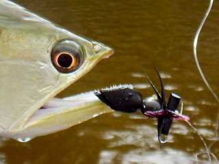 blog-Nov-2-2014-10-flyfishing-for-arowana-in-guyana