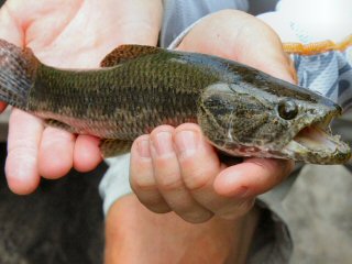 blog-Nov-2-2014-11-flyfishing-for-wolffish