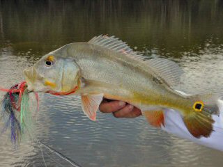 blog-Nov-2-2014-6-flyfishing-for-peacock-bass