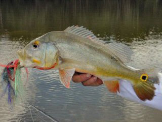 Saved by Bycatch - Peacock Bass and Arowana – Jeff Currier