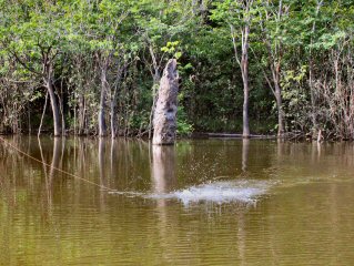 blog-Nov-2-2014-7-peacock-bass-of-guyana