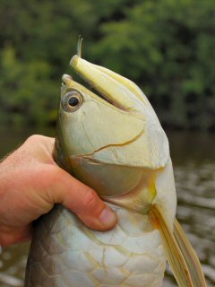 blog-Nov-2-2014-8-flyfishing-for-arowana