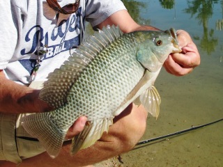 blog-Nov-23-2014-4-flyfishing-for-talapia