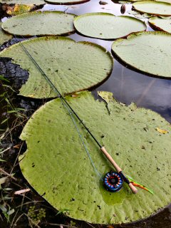 blog-Nov-3-2014-3-flyfisihing-for-arapaima