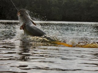 blog-Nov-4-2014-14-monster-arapaima