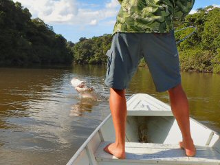 Dream Comes True – Arapaima on the Fly