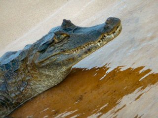 blog-Nov-4-2014-3-black-caiman