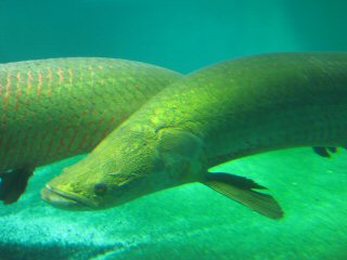 blog-Nov-4-2014-8-arapaima