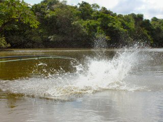 blog-Nov-4-2014-9-flyfishing-for-arapaima